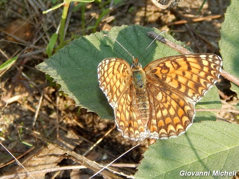 Parco del Ticino : incontri del 7/9/14